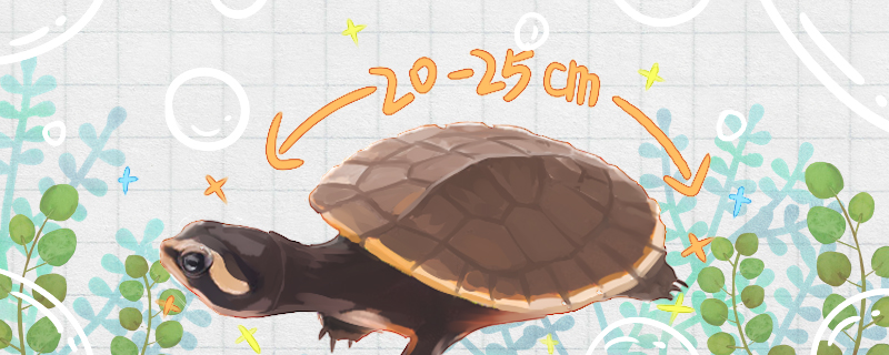 圆澳龟能长多大，多大能深水养