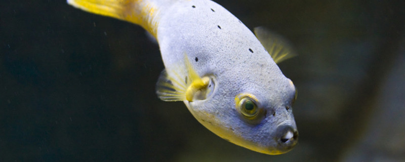 海水魚は飼いやすいですか？どうやって海水観賞魚を育てますか？