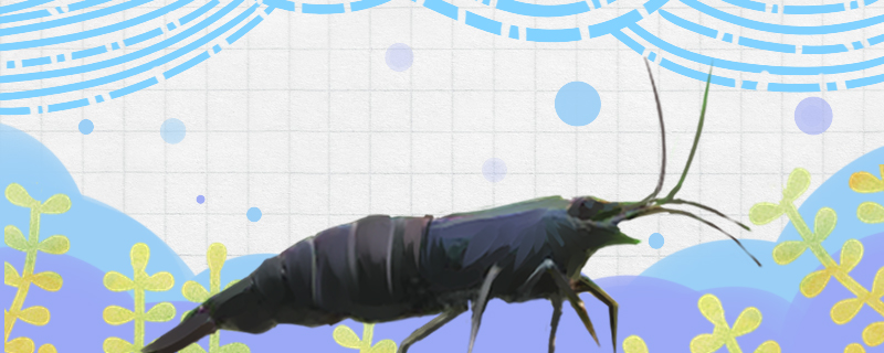 How long can the black shell shrimp live and how big can it produce shrimp?