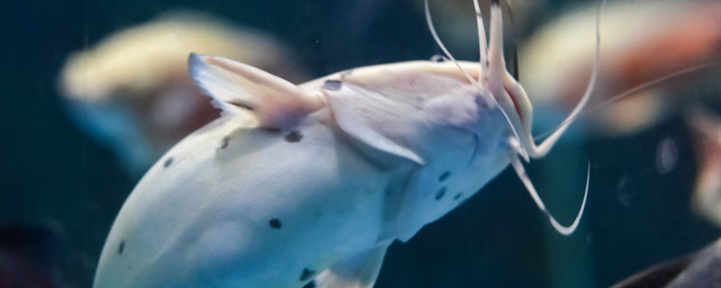 鱼粮怎么制作，鱼饲料的制作方法