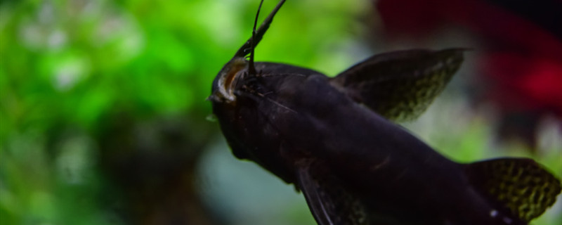 魚の餌は浮上したほうがいいのか沈めたほうがいいのか、浮上と沈めるタイプの魚の餌