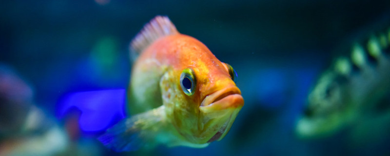 鱼有没有眼皮，为什么鱼没有眼皮