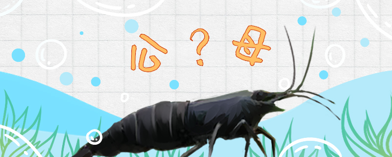 黑壳虾怎么分公母，公母能一起养吗