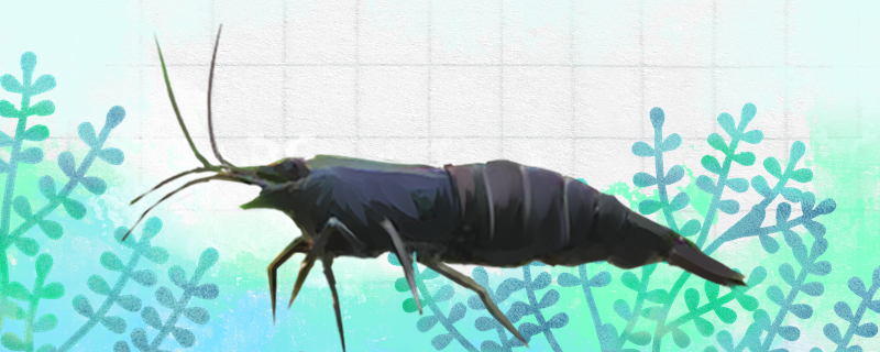 黑壳虾怎么养，可以净化水质吗