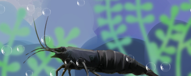 How long does the black shell shrimp hatch after hatching? How big is the newly