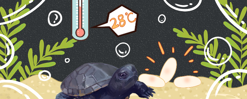 How about the water temperature of the musk turtle? Do you need a heating rod?
