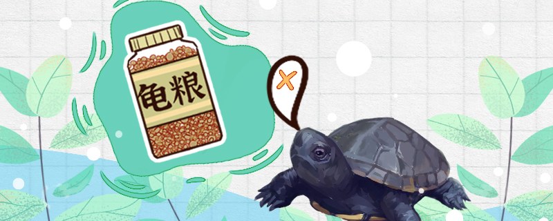Musk tortoise does not eat a thing how be what reason, how to treat?