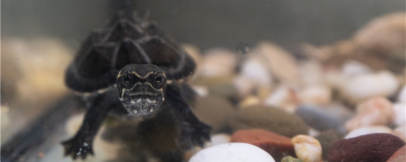 麝香龟多大可以繁殖，什么时候交配