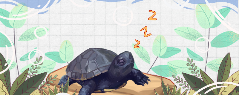 麝香龟能冬眠吗，能在深水中冬眠吗