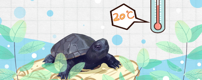 麝香龟是冷水龟吗，水温不能低于多少