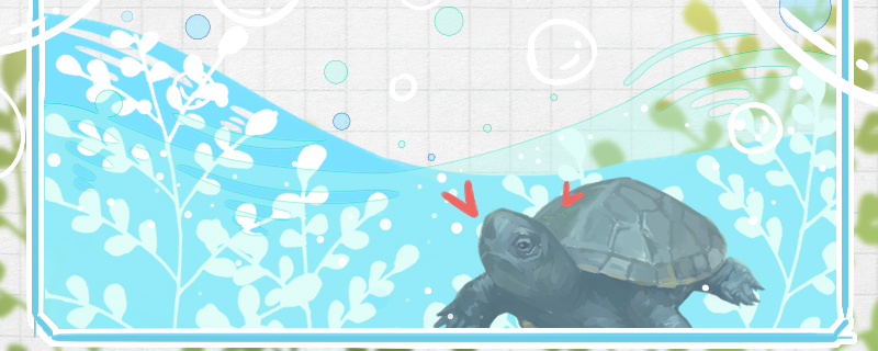 麝香龟是深水龟吗，能长期在深水里面养吗