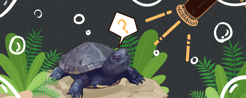麝香龟需要晒背吗，晒背灯每天开多久