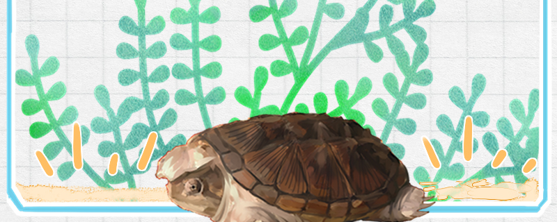 小鳄龟是深水龟吗，可以干养吗