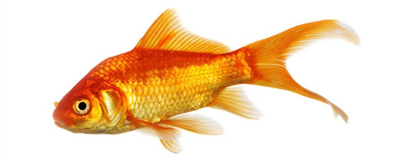 How does goldfish change water in winter, what should notice when changing water