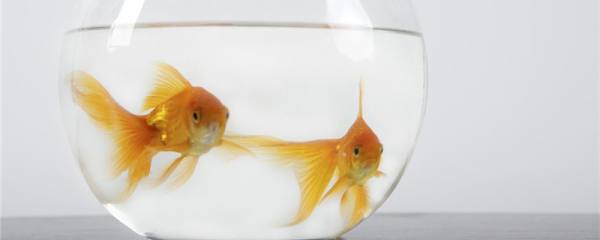 金鱼是卵生还是胎生 多久繁殖一次 鱼百科