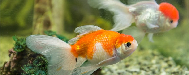 How does goldfish divide male and female, can male and female mix raise?