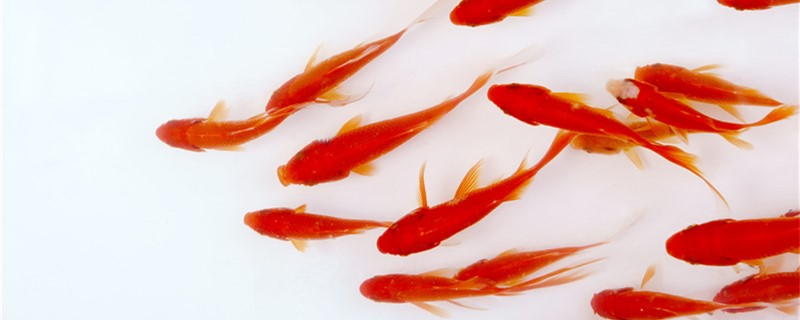 How to raise goldfish at home will not die, goldfish breeding matters needing at