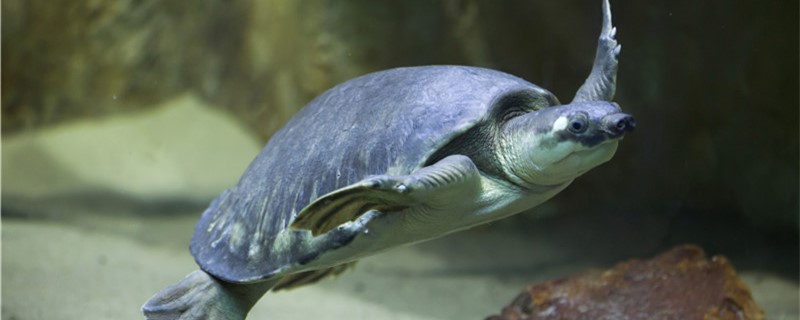 猪鼻龟可以干养吗，离开水能活多久