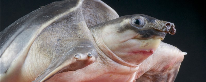 猪鼻龟水温多少度水深多少合适 鱼缸等水族设备