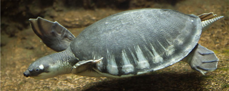 猪鼻龟长得快吗，多久能长大