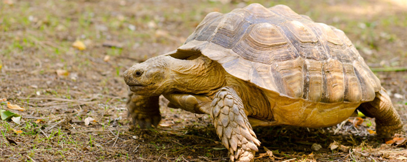 How does moss grow on tortoise shell, the moss on how purify tortoise body