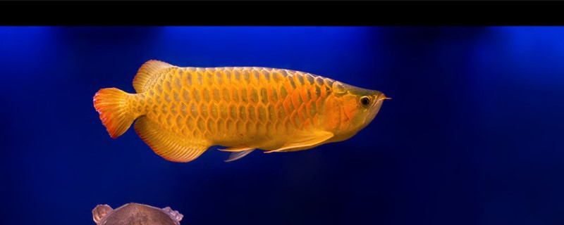 What light does the goldfish use? What color is the background?
