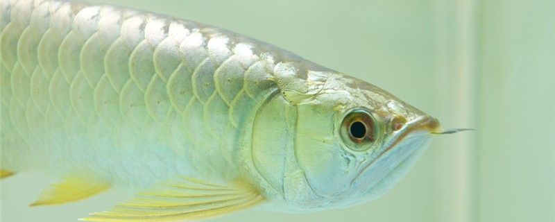 How often is the silver arowana fed and what food is fed