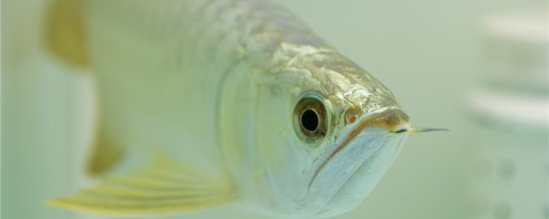 Is the silver arowana easy to raise? How big is the vat?