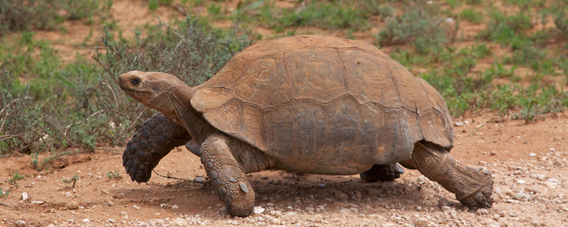 陆龟可以活多少岁，什么陆龟活得长
