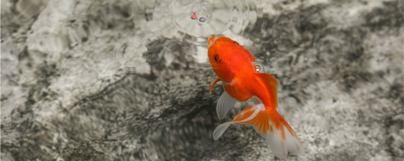 What reason is goldfish gets white spot disease, how to treat?