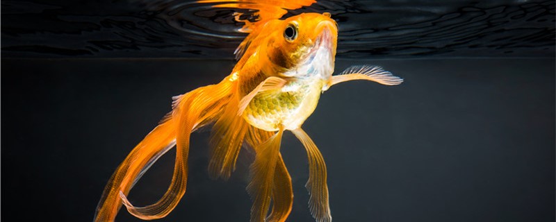 Does goldfish eat aquatic plants? Can it be raised in a grass tank?