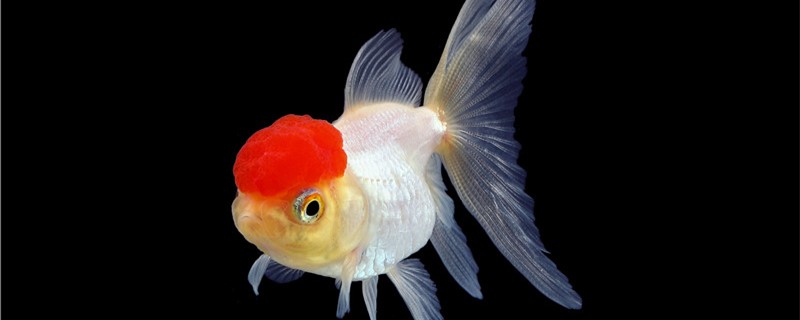 How is goldfish rotten tail to return a responsibility, how to treat?