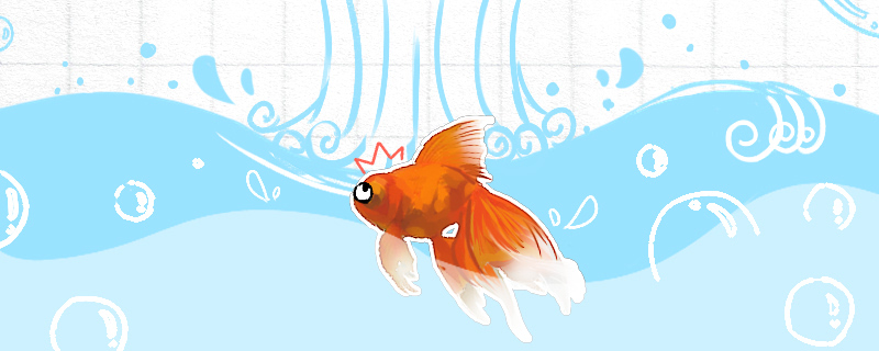 Why can goldfish lose swim bladder disease, how to treat?