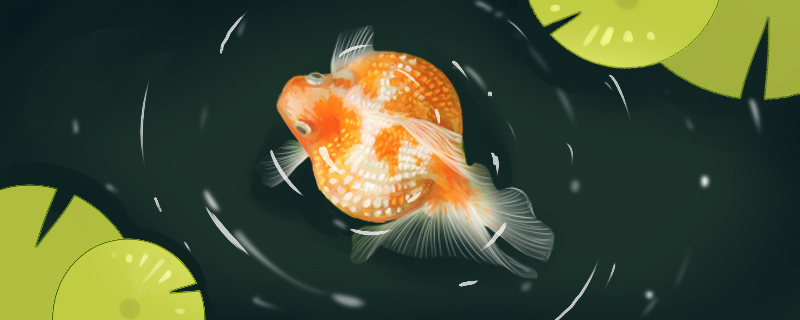 When does the goldfish give birth to a small fish, how to judge the goldfish to