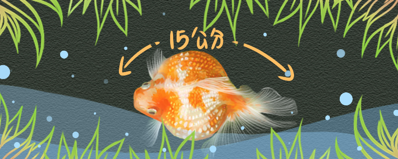 How big can a pearl goldfish grow and how many years can it live