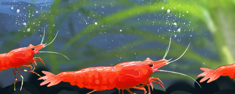 How often and in what season do extreme fire shrimps breed?