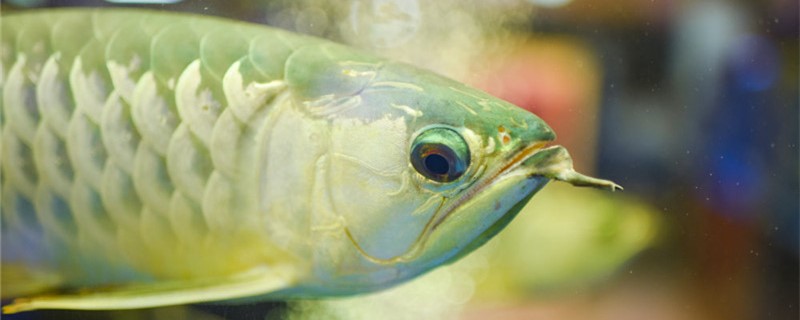 银龙鱼是热带鱼吗，水温多少合适