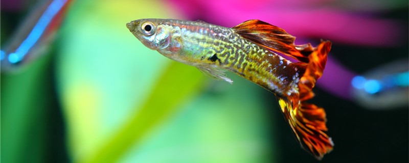 What is the cause of guppy dystocia and how to deal with it