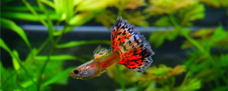 What reason is guppy unripe half not unripe, how to handle?
