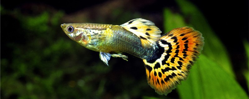 What reason is guppy gets black death, how to treat?