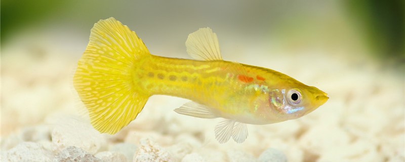 Can the guppies of the same brood reproduce? Can they breed?