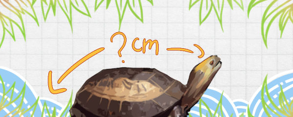 黄额闭壳龟能长多大，能活多久