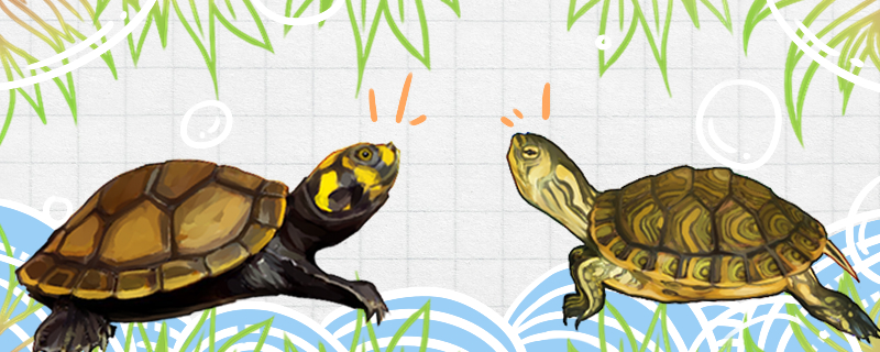 黄头侧颈龟能和其它龟混养吗，能和什么龟混养