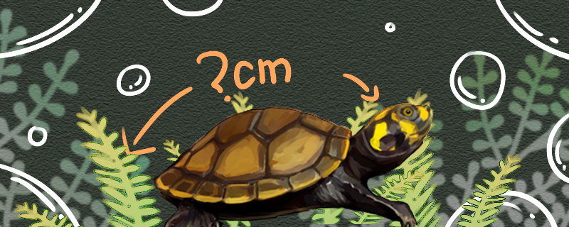 黄头侧颈龟能长多大，多大算成年龟