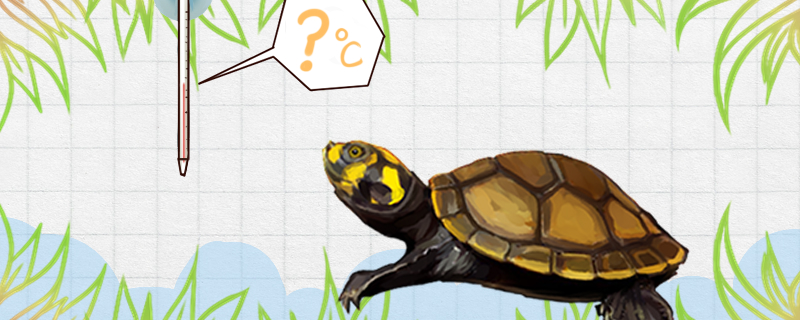 黄头侧颈龟是冷水龟吗，水温多少度合适