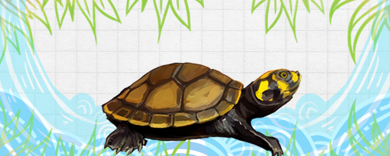 黄头侧颈龟怎么繁殖，几岁开始繁殖