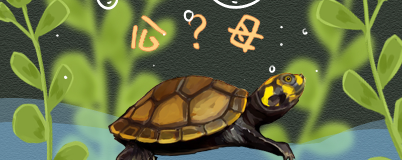 黄头侧颈龟怎么分公母，公母能一起养吗