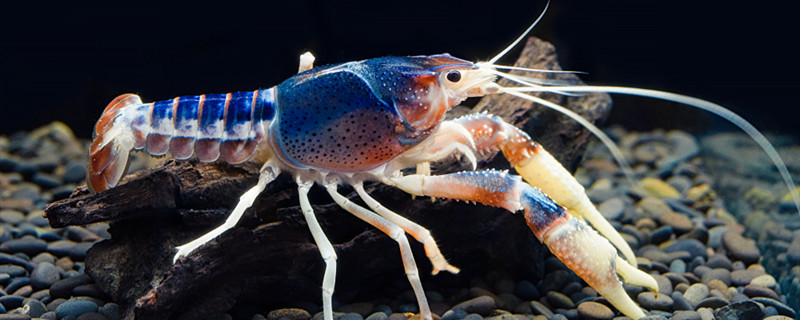 Ornamental shrimp does not feed will starve to death? Ornamental shrimp how to f