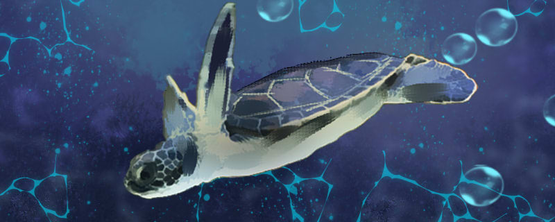 绿海龟能活多少年，能长多大