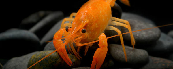 川エビと海エビの違い 海エビ品種紹介 魚百科